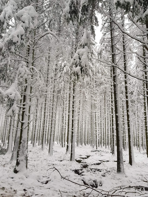 « Des bois sous la neige à la Baraque fraiture »