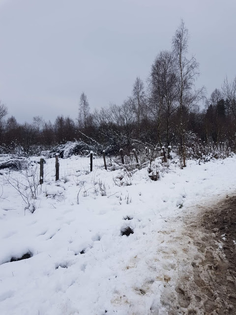 « Des prairies enneigées à Bihain »