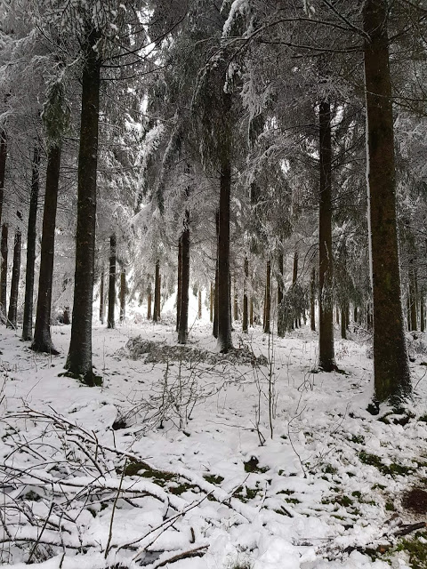 « Forêt d’épicéas à Bihain »