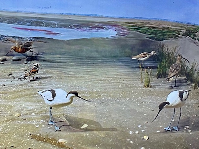 « Une scénographie d’oiseaux dans la maison de la baie de Somme  »