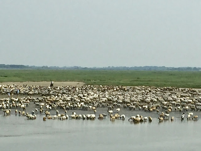 « Un troupeau de moutons des prés salés »