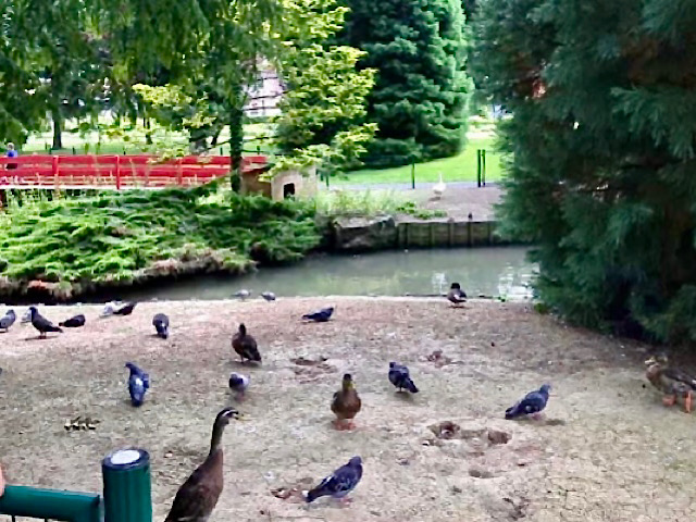 « Des canards et des pigeons  dans le parc du Près-la-Rose à Montbéliard »
