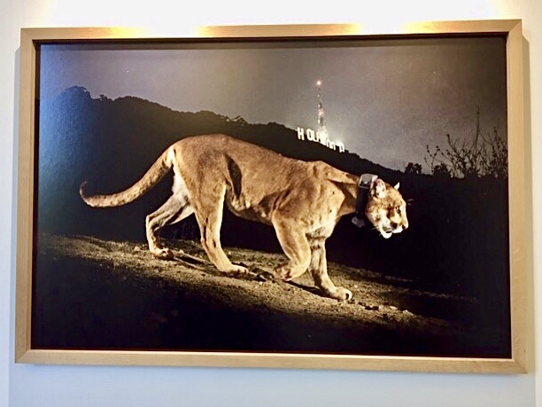 «  Un lynx à Hollywood National Geographic »