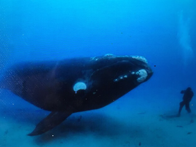 «  Une baleine dans les fonds marins National Geographic »