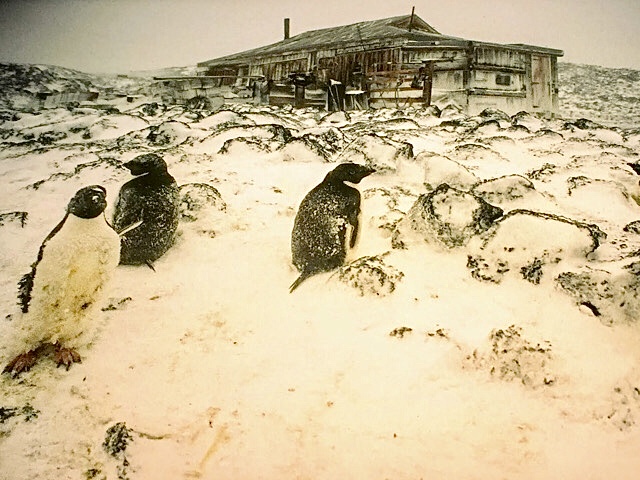 « Des pingouins en Antarctique National Geographic »