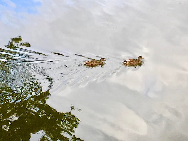 « Deux colverts dans le parc du Près-La-Rose à Montbéliard »