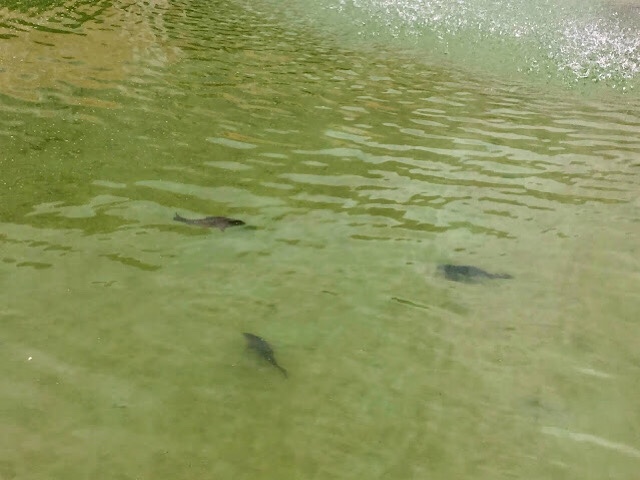 «Des poissons dans le bassin du château de Modave »