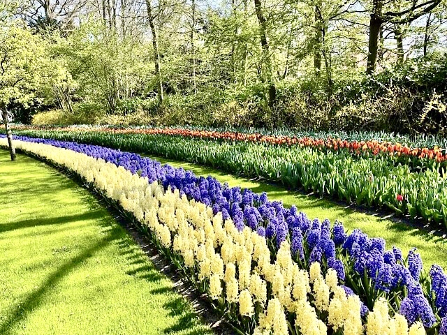 « Un massif de jacinthes à Keukenhof »