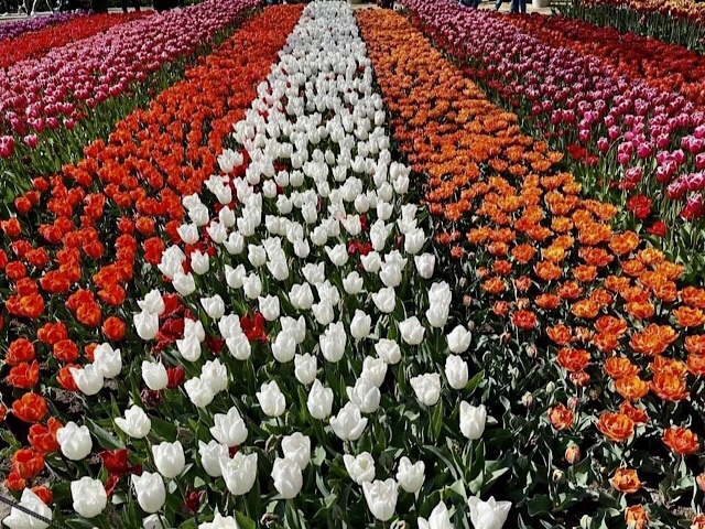 « Un massif de tulipes à Keukenhof »