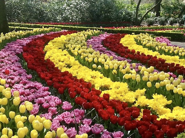 « Un grand massif de tulipes à Keukenhof »
